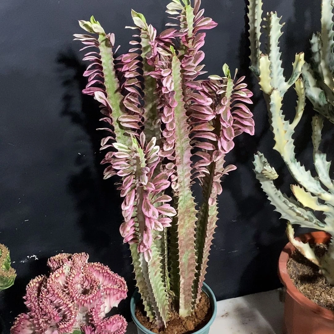 无花朵红蝴蝶一物一拍