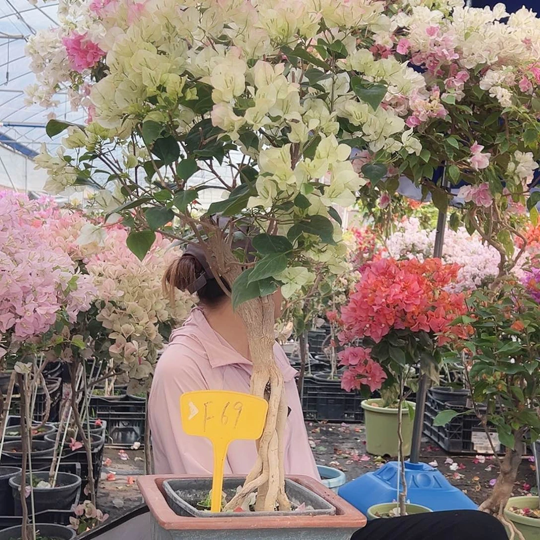 大部分花苞少量开放F69绿樱