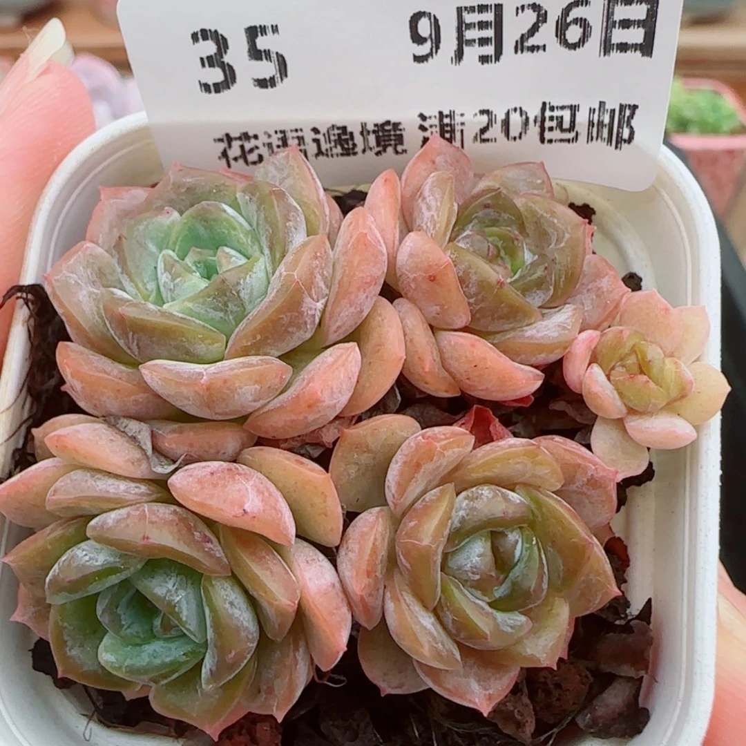 花语逸镜0926-35绒金糖心