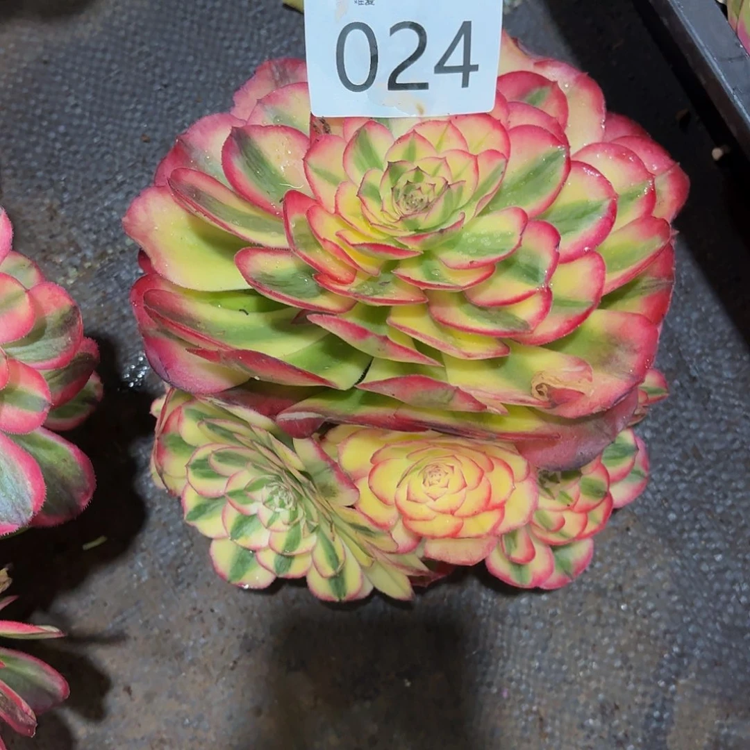 翠***花多肉植物福利来024
