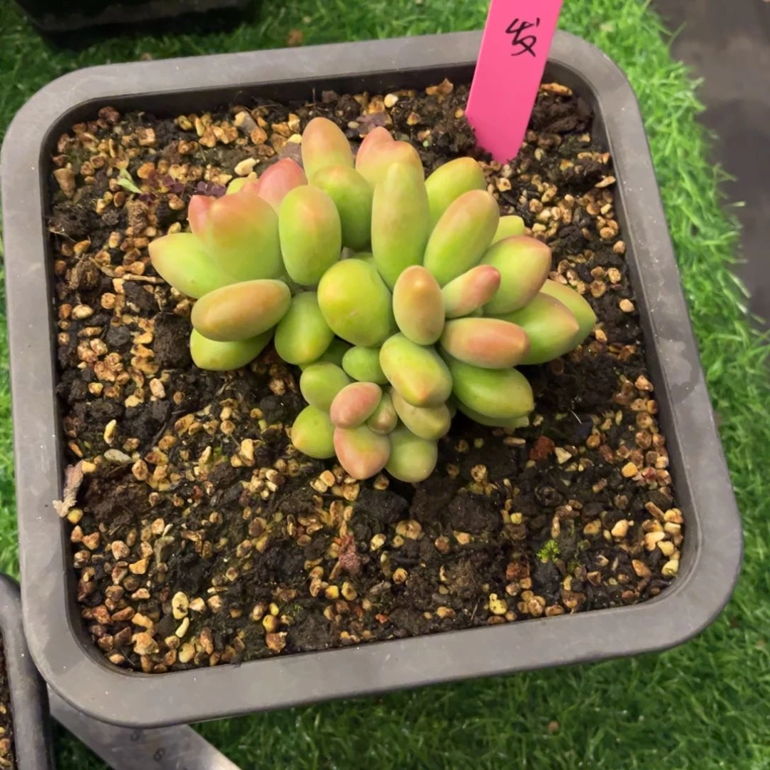 芒果奶脱土发货。。。