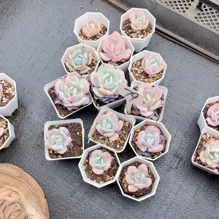 治***活晨语多肉一物一拍79