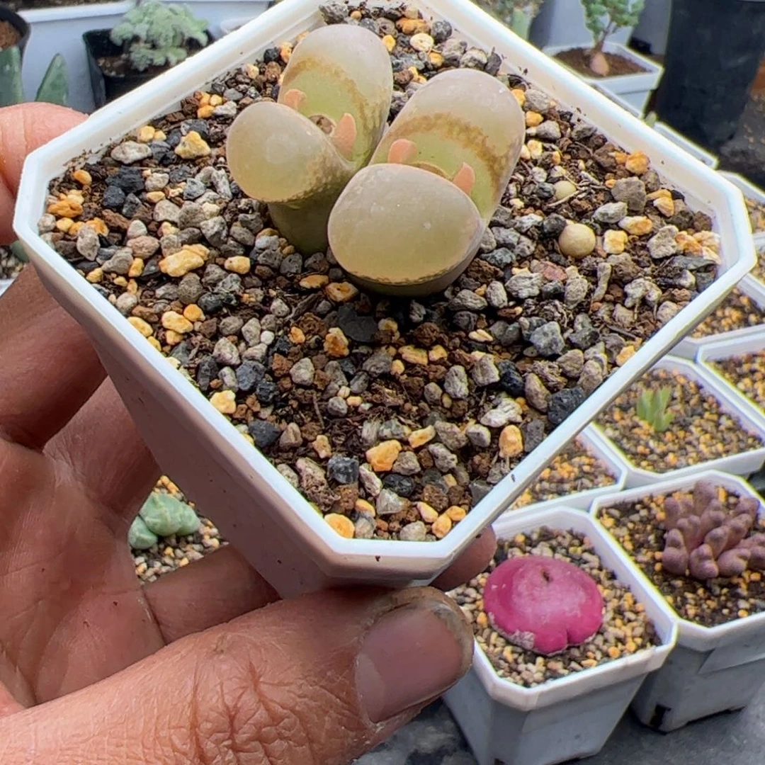 12.19大红风铃多肉植物23