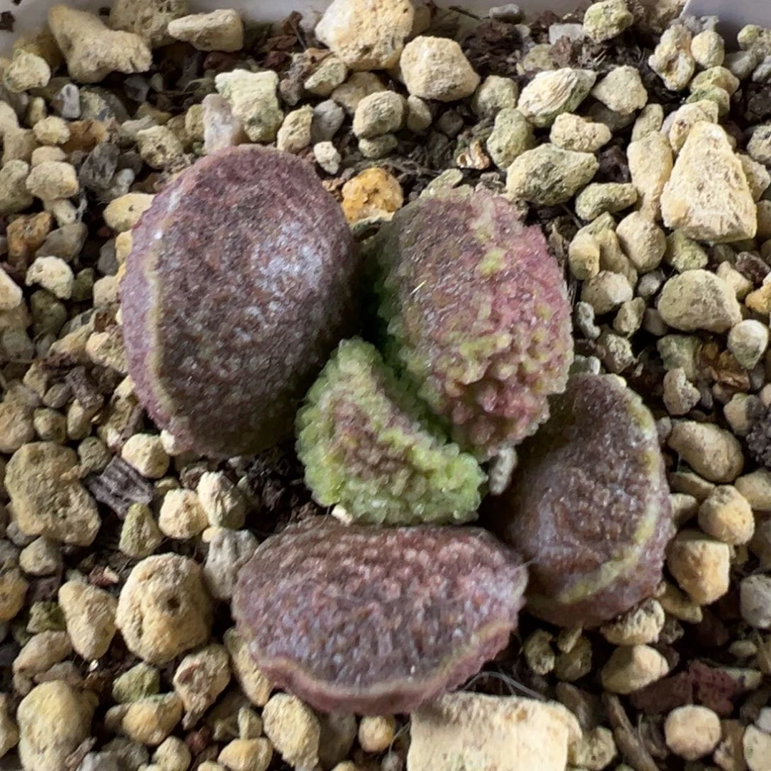 颗粒款实生新品多肉植物水泡
