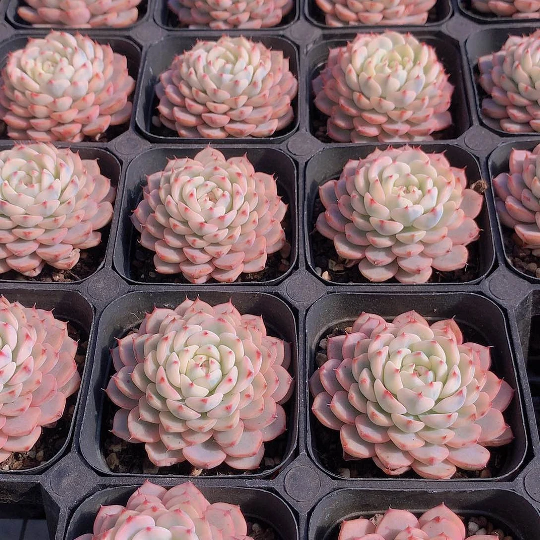 姬莲锦24567788990000