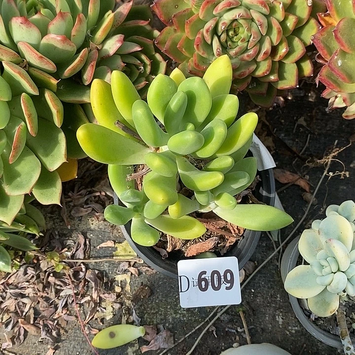 小***贝609jgmagamdtmpmtwpgwt