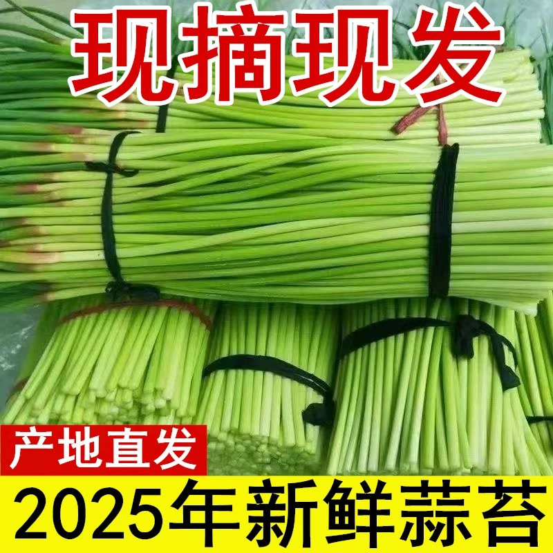 新鲜蒜苔2025年新鲜现摘蒜苔农家自种大蒜苔蒜毫红帽蒜苔1斤/5斤