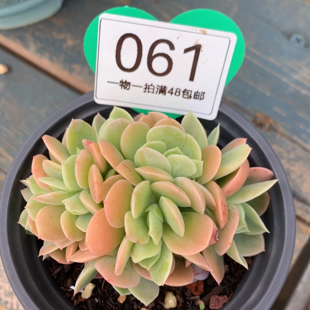 辛娜塔朵朵缀一物一拍061