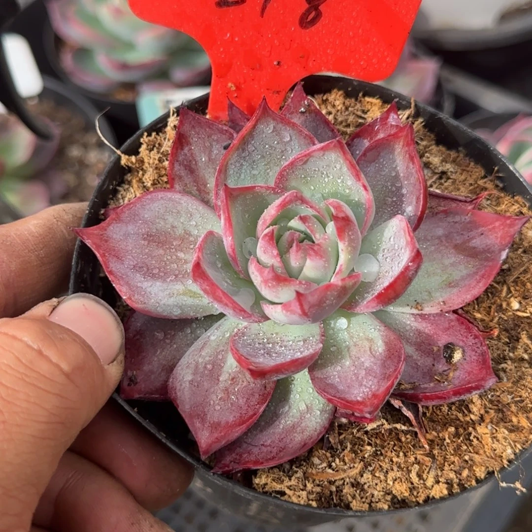 惊鸿一物一拍包装收缩花旱218