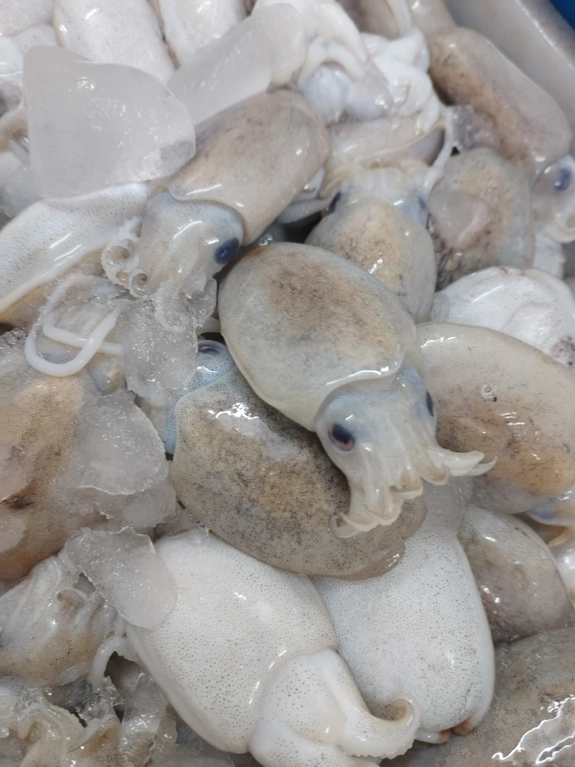 本港放网小墨鱼（小墨斗）甜脆爽口