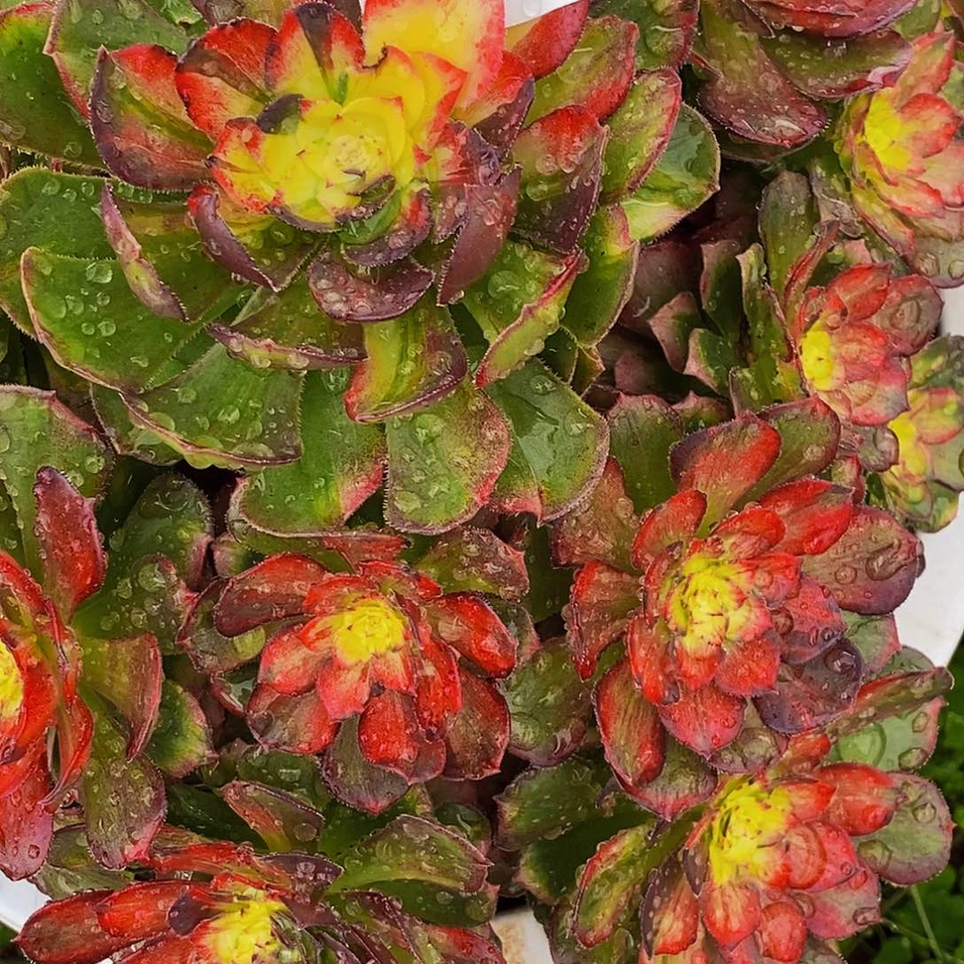 二***姨上古园艺多肉法师268