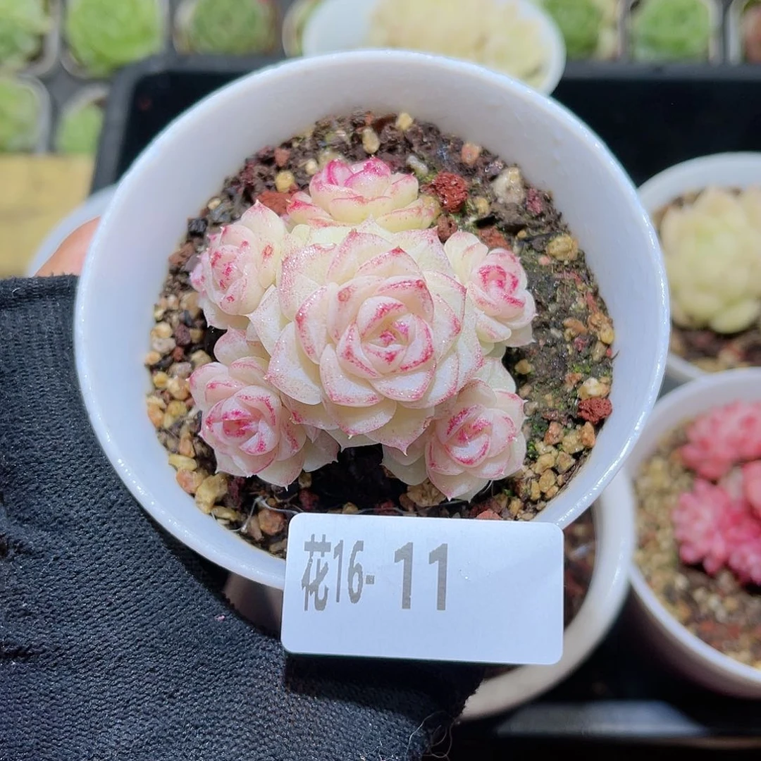 花16-11白天鹅群