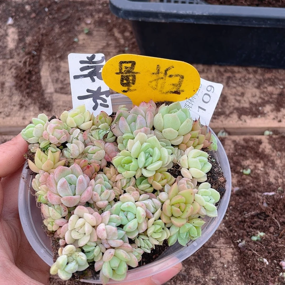 量拍多肉植物多肉植物109