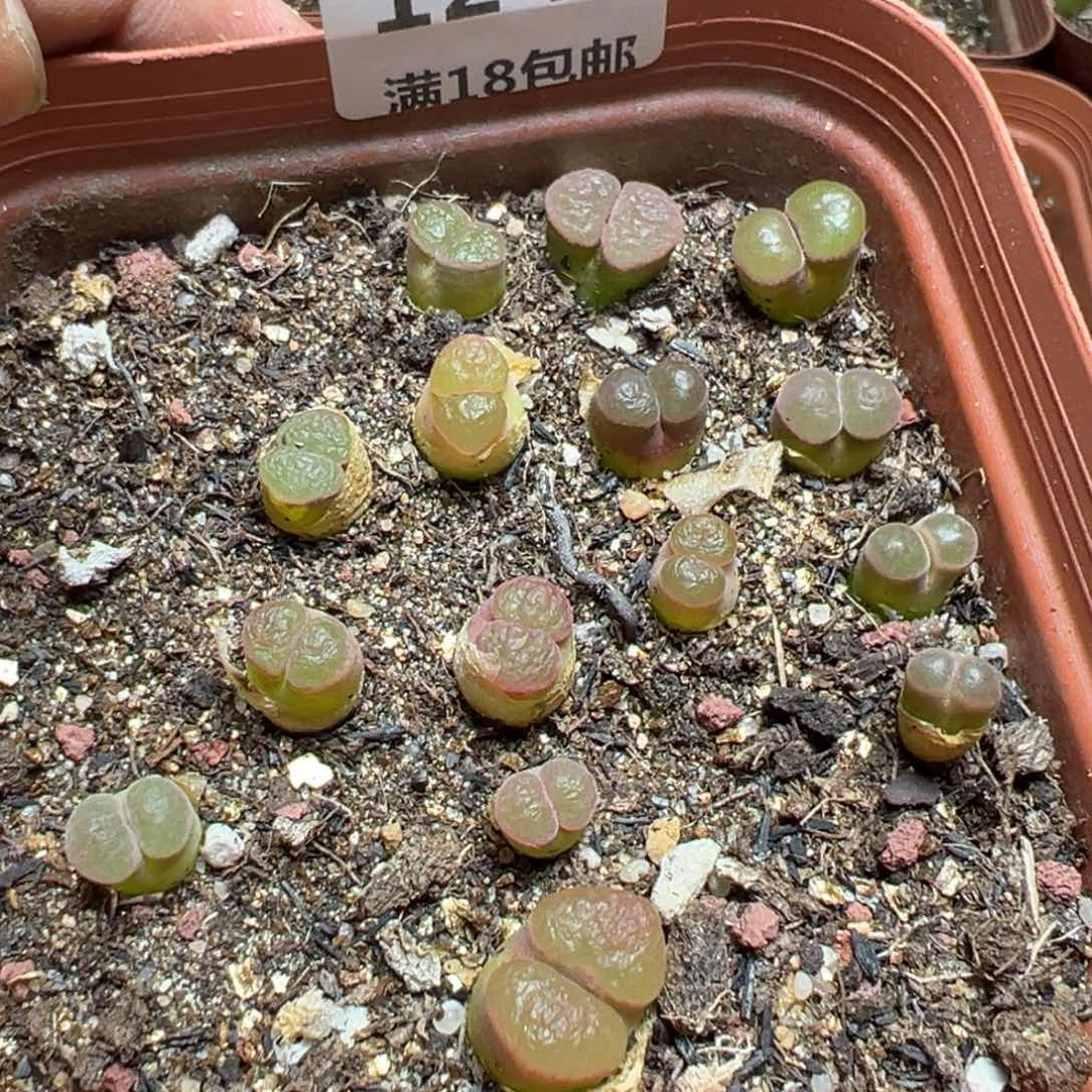 【闪购商品】 124。