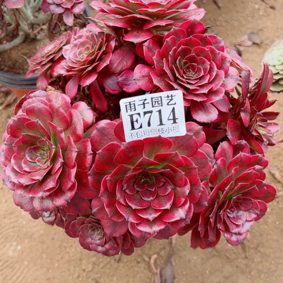 714美姬尺寸28左右