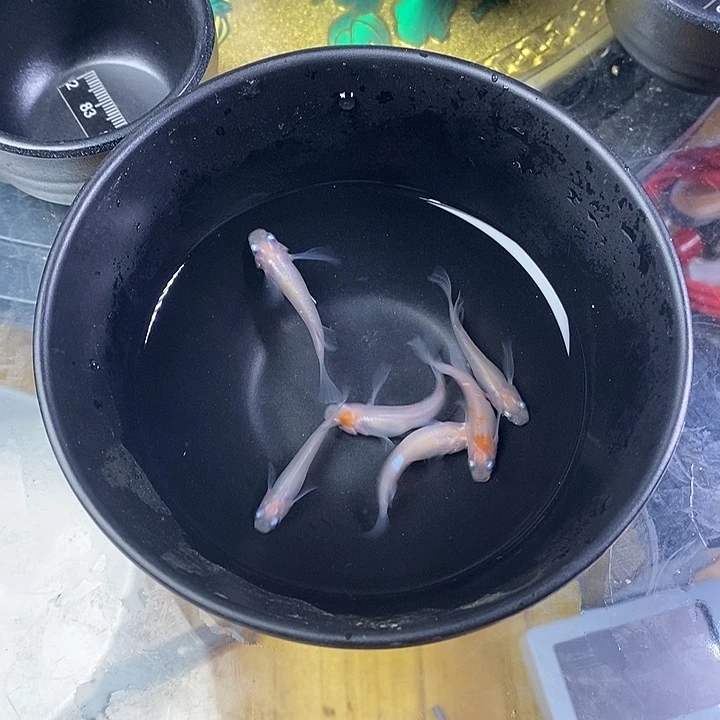 青鳉鱼长鳍白条16号