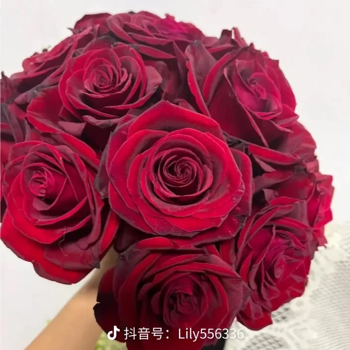 黑魔术月季批发玫瑰花同城玫瑰鲜花20枝2枝正常损耗花束