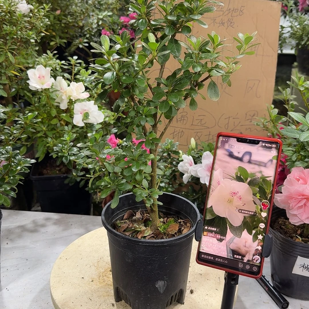 全部花苞天竜姬杜鹃花