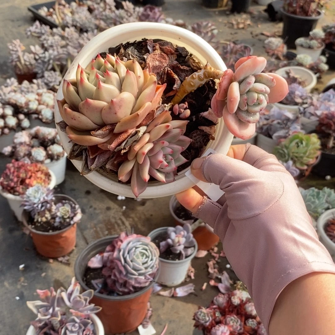 5842红颜蜜语加貂蝉一物一拍