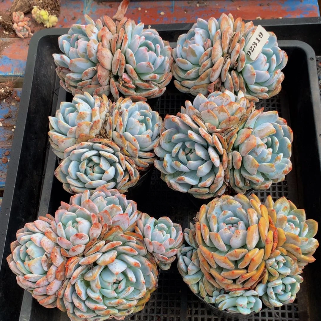92319六个嗯嗯嗯嗯好喜欢