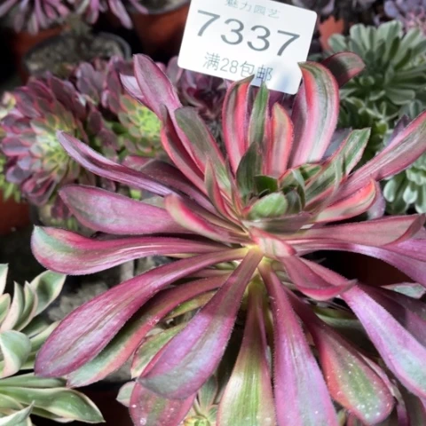 青**雪巫毒拉丝多肉多肉7337