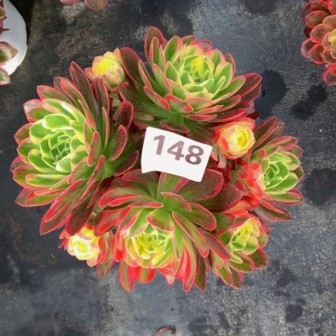 海鲜148法师福利