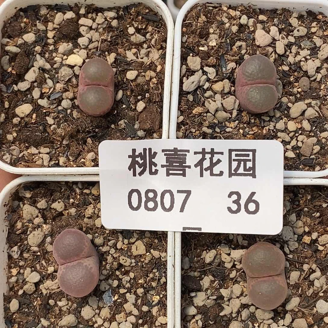 0807-36-打包风铃4颗。