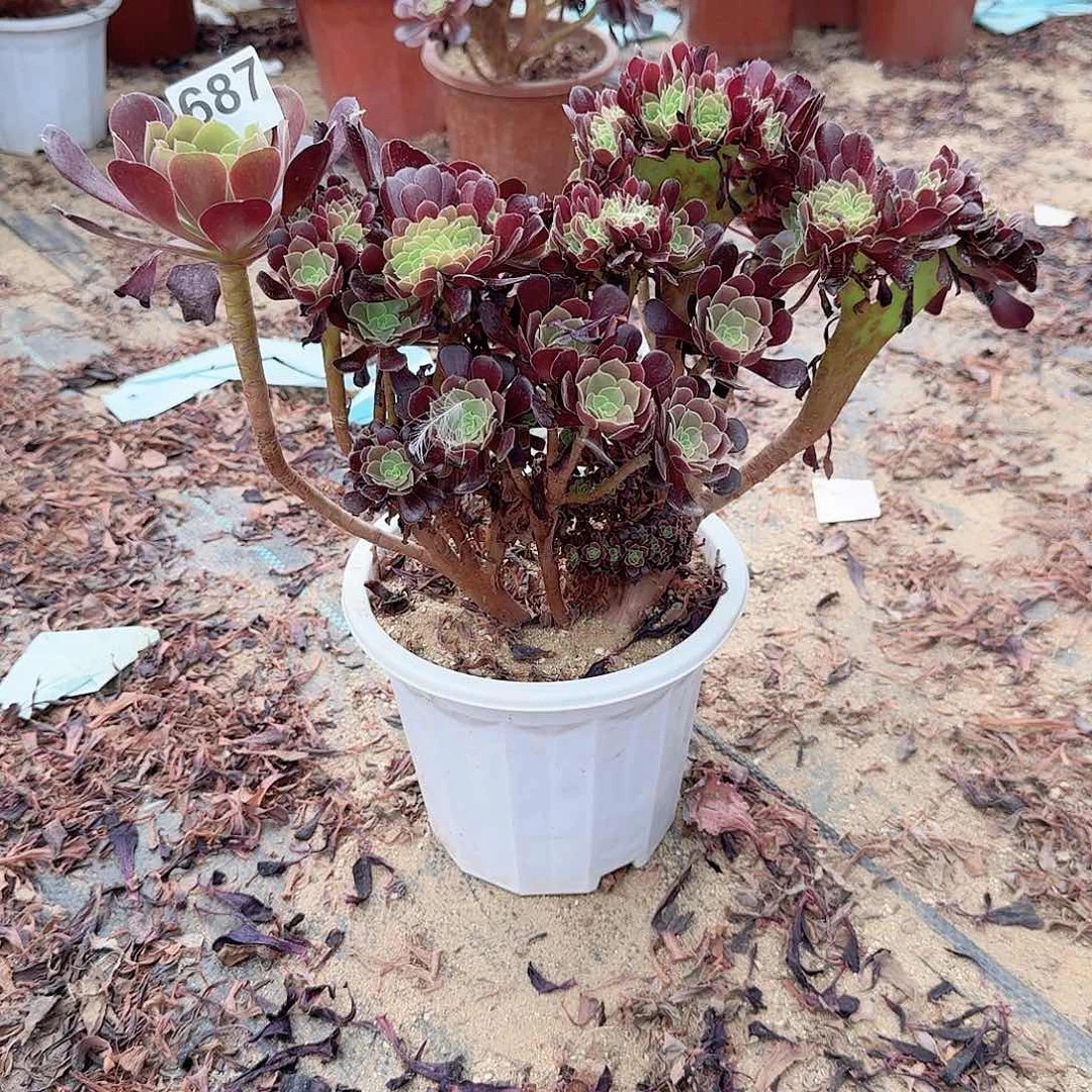 687欧紫一颗呀呀微瑕