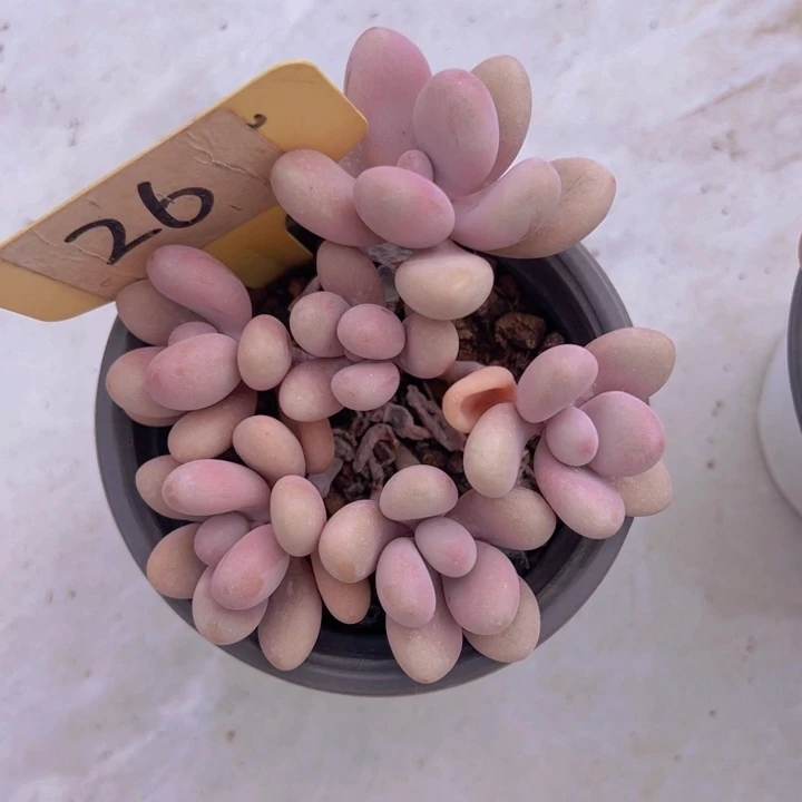 健健康康平平安安