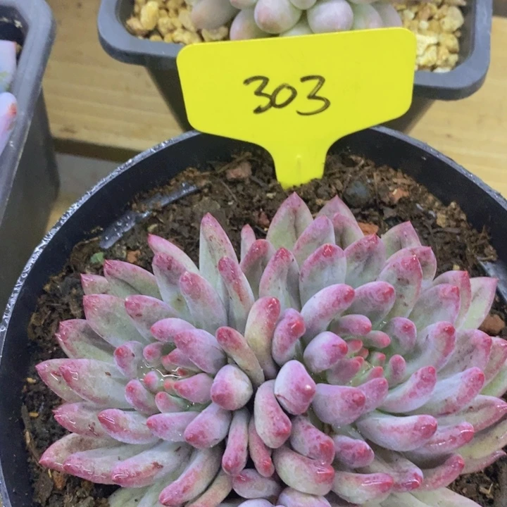 开心多肉，一物一拍