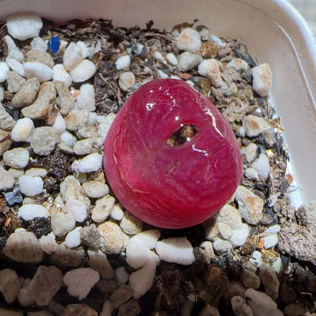 肉锥多肉植物百科-318