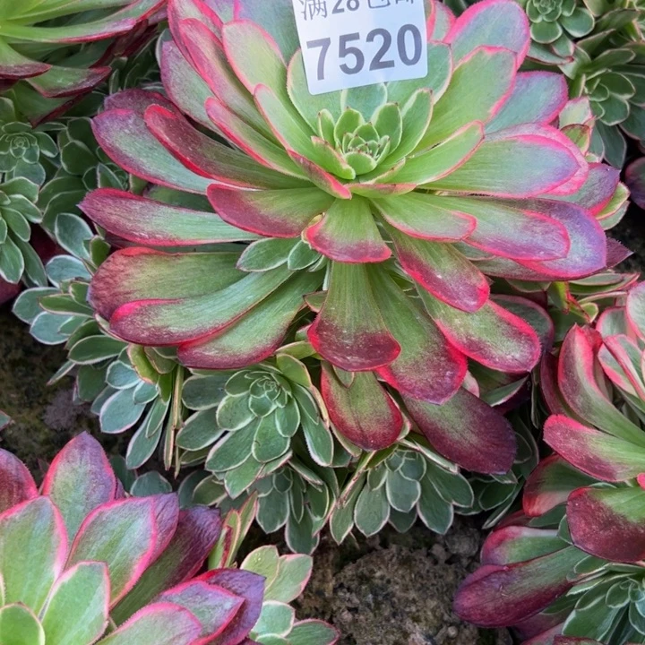 7520南花妖多肉植物