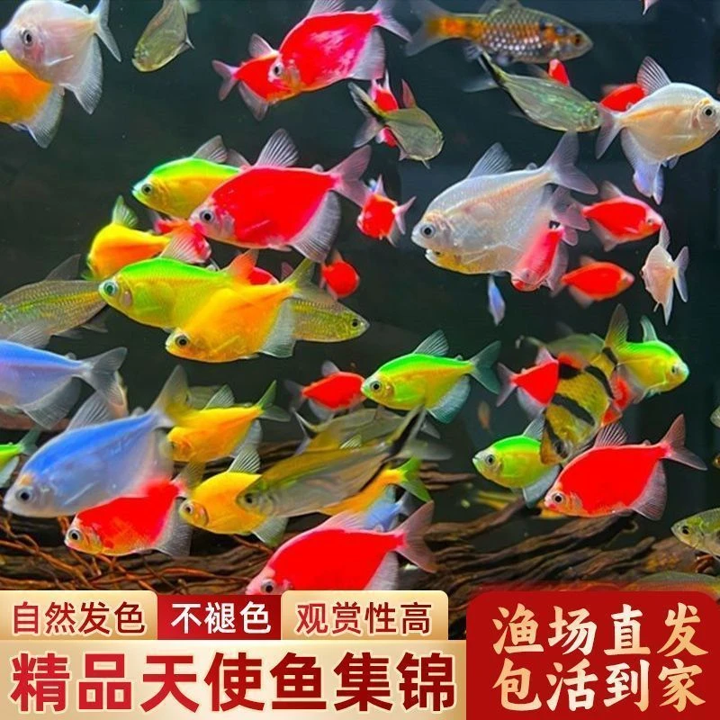 天使鱼彩色鱼群游小型观赏鱼彩色糖果色鱼小鱼热带耐活好养鱼七彩