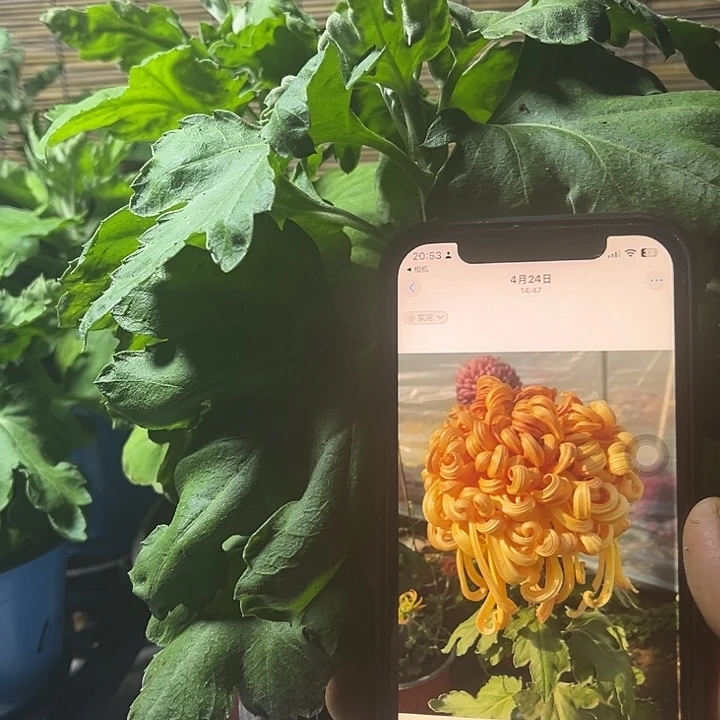 当前无花朵,栽培后可花朵七彩北汤