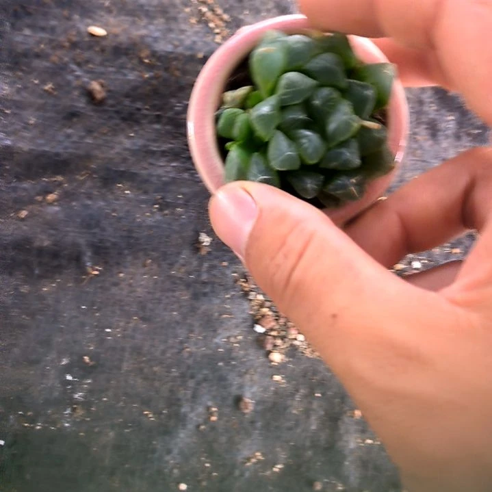 冰灯玉露，满5元包邮，