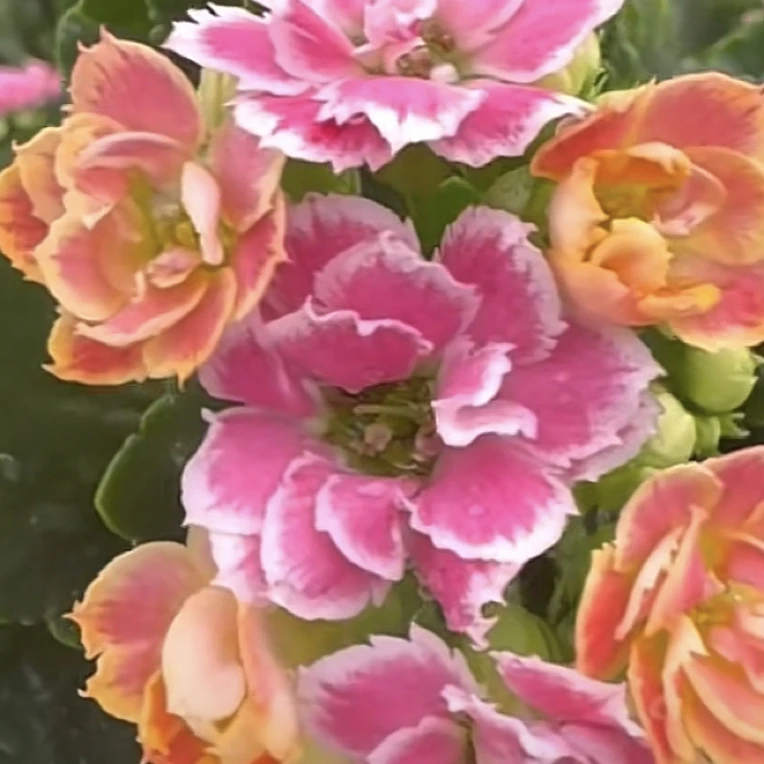 变色彩蝶长寿花，下单拍保温