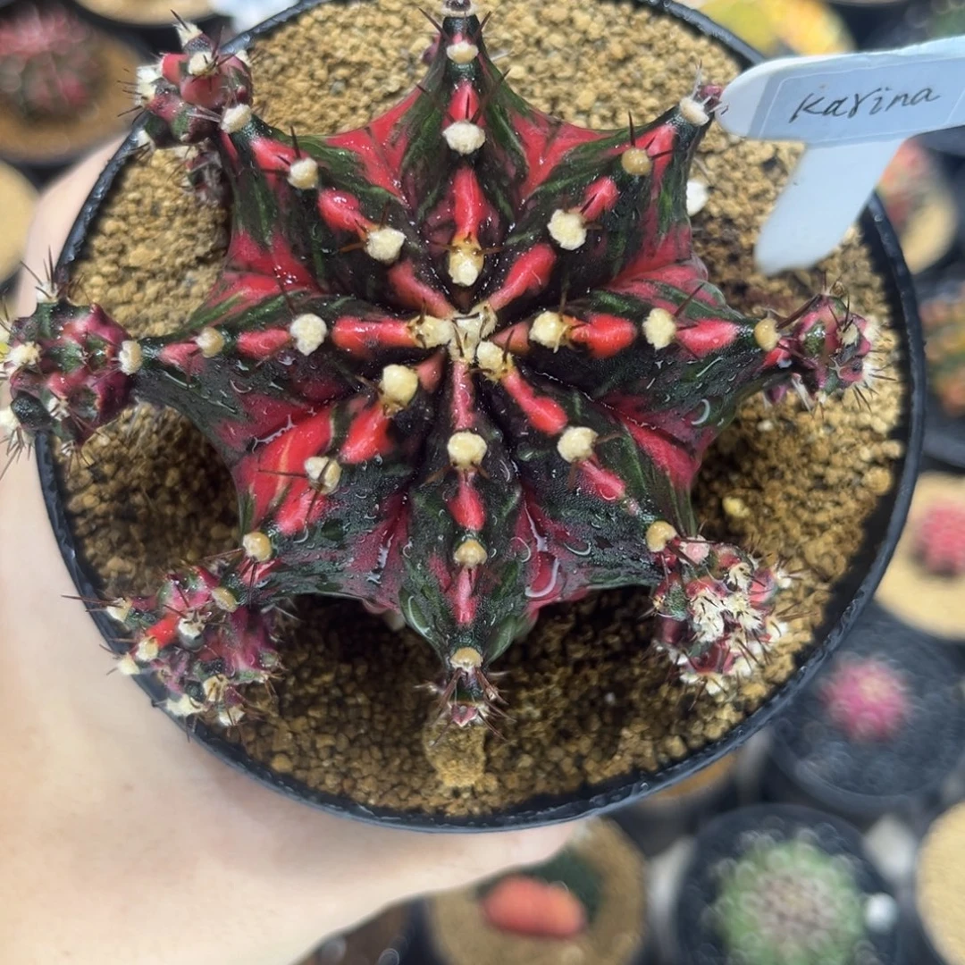 卡琳娜名品出侧芽可以挑