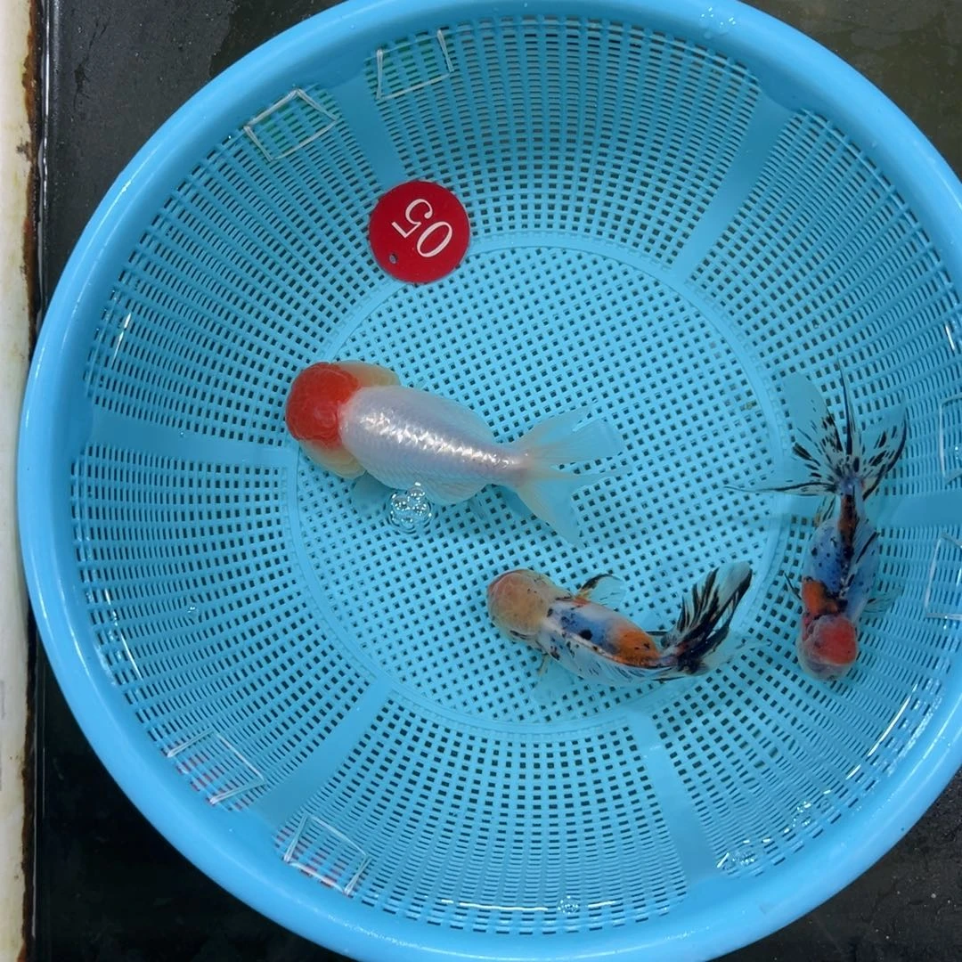 金鱼5号。花国狮2条60。虎手瑕50