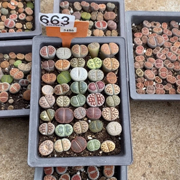 墨***王生石花石花等植物663