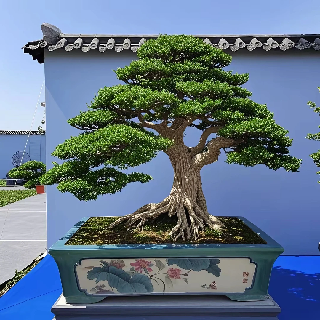 广东皱皮雀舌黄杨