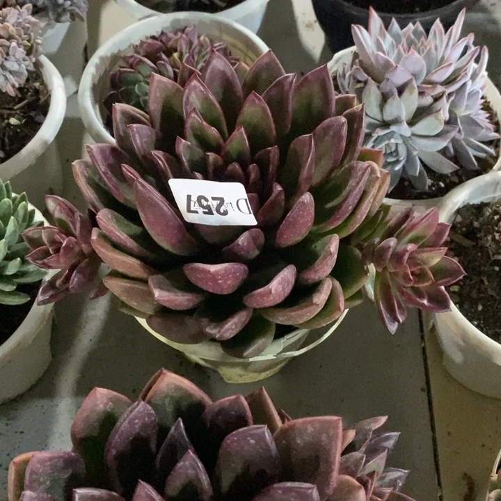 冬****257丰沛玫瑰多肉植物