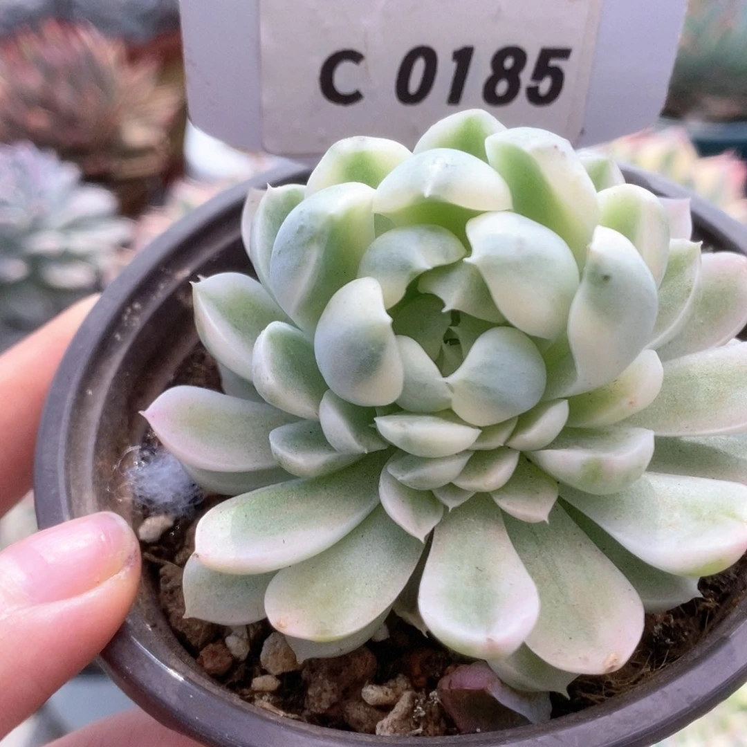 C185月影精灵锦锦锦锦锦