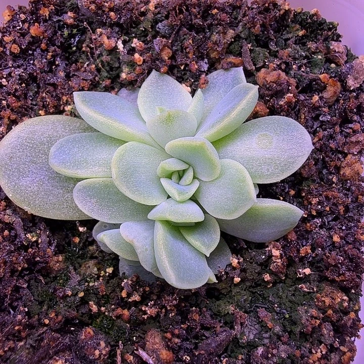 绿琉璃叶插苗一物一拍