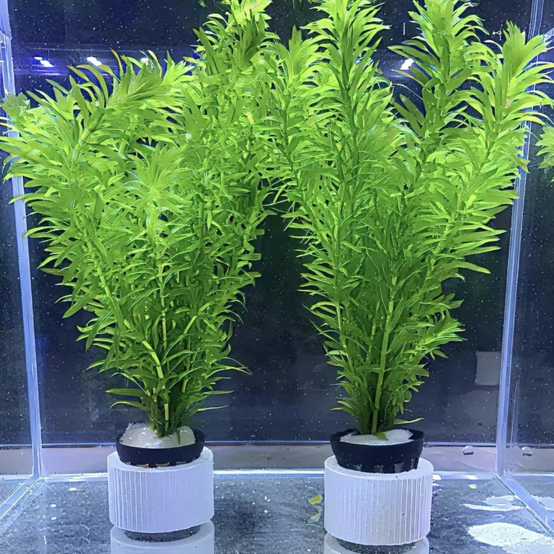 新手必备好养水草懒人适合万绿水族景观辣椒水草鱼缸专用水草日本