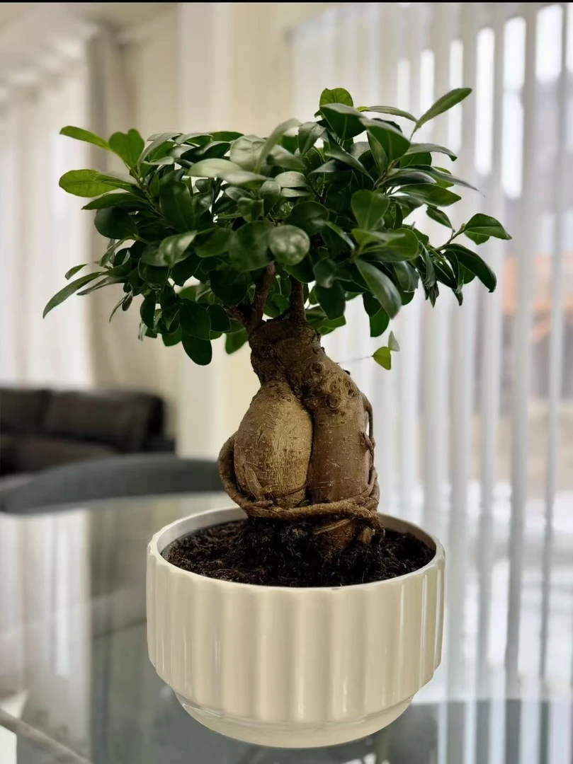 榕盆栽绿植提根老桩摇钱树发财树造型小叶榕树盆景偏远地区不包邮