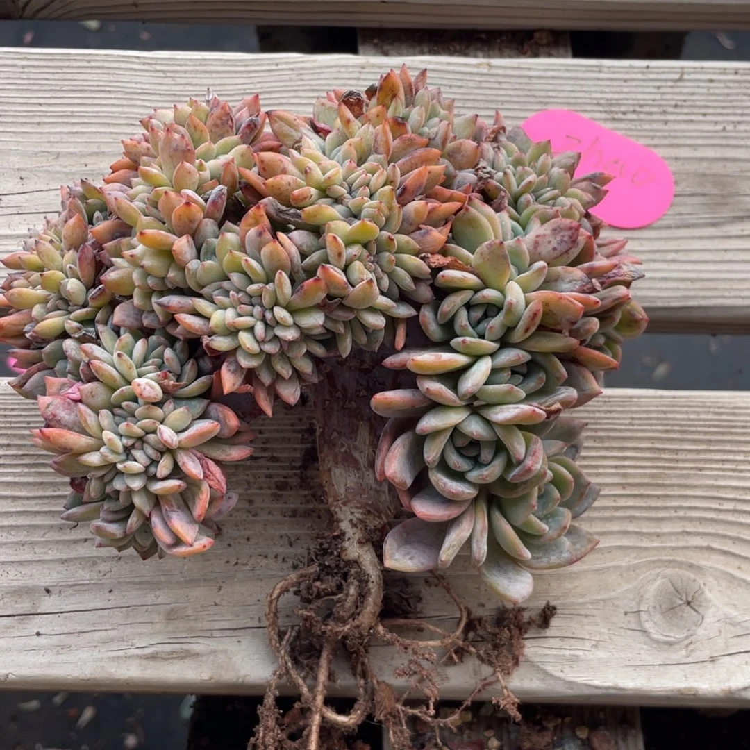 Z***o全明星缀化小树缀150上200余50