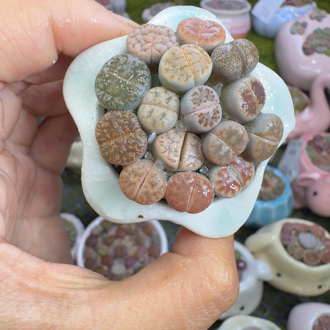 多肉植物开播福利冲717