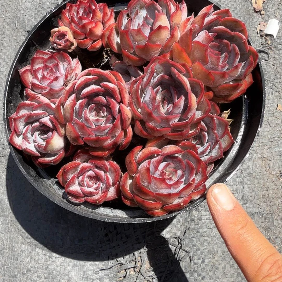 暗冰多肉植物精品