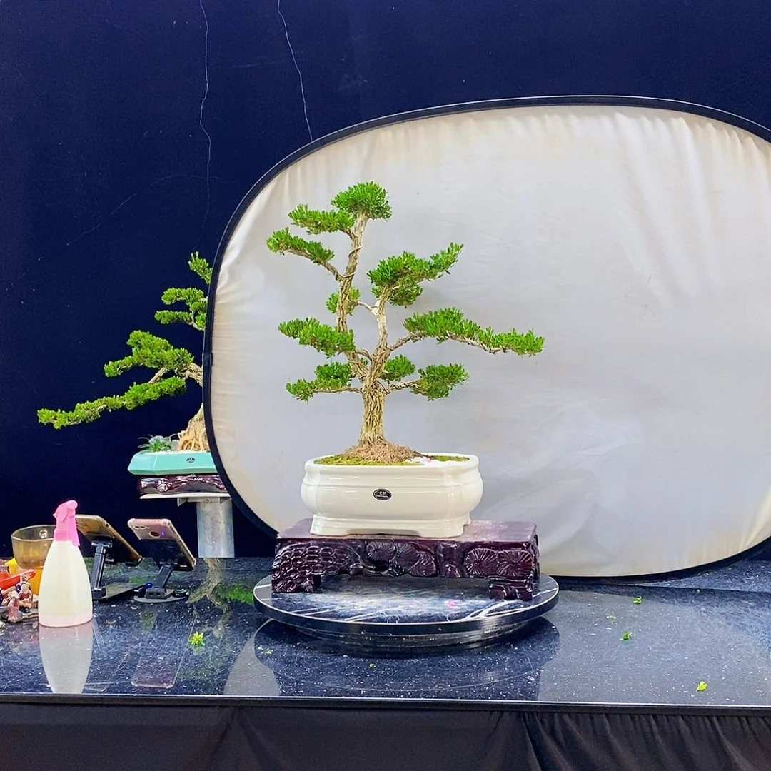 无花朵黄杨盆景造型