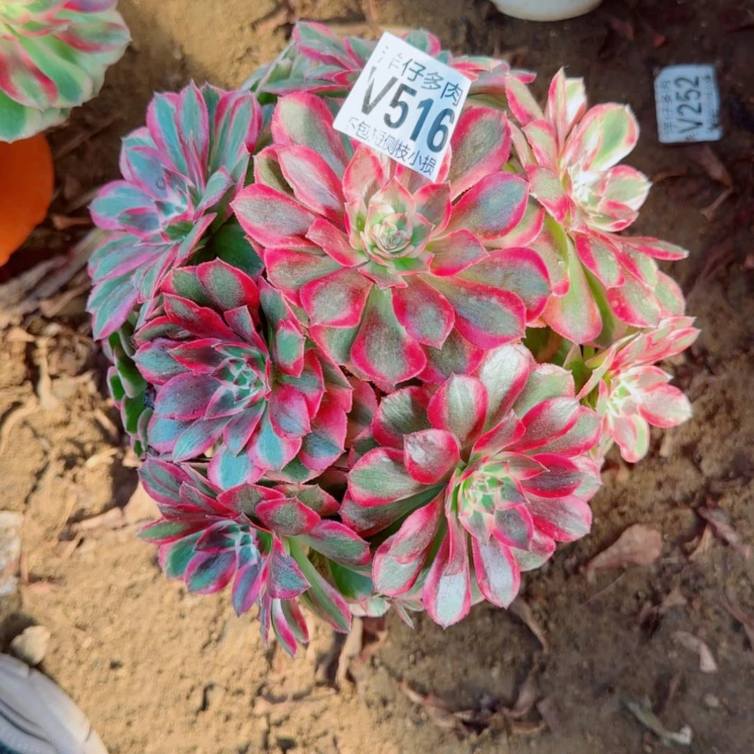 云荷发师516冠幅20
